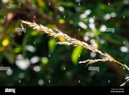 Image result for Sorghastrum stipoides
