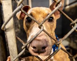 Servicing all of seminole county and the east orlando area. Proposed Law Would End Puppy Mill Pipeline Proponents Say The Morning Call