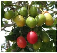 Image result for Macrotyloma maranguense