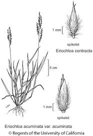 Image result for Eriochloa