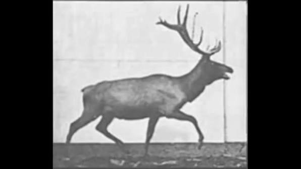 Deer Walking (1887) Eadweard Muybridge CHRONOPHOTOGRAPHY