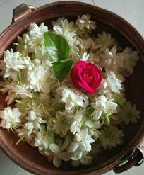 Greaaattt Fragrant Flowers Jasmine Flower Flowers Photography
