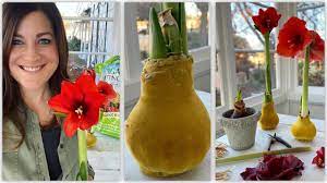 Check spelling or type a new query. Waxed Amaryllis Update Aftercare Garden Answer Youtube