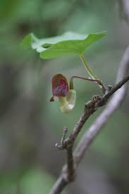 Image result for Aristolochia zenkeri