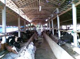 Kandang sapi milik mas imam budi santoso terdapat sapi limosin yang diberi nama manggar yang pernah meraih juara. Terbaru 30 Contoh Kandang Sapi
