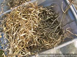 Radishes can be cropped in as little as 4 to 6 weeks crunchy radishes are a great choice of crop for the novice gardener to grow from radish seeds. Saving Radish Seed With Gusto Going To Seed With Dan Brisebois