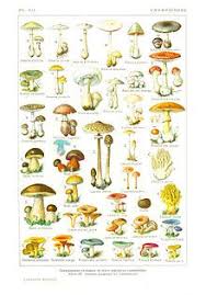 Description De Cette Image Egalement Commentee Ci Apres Champignon Comestible Champignon Lepiote