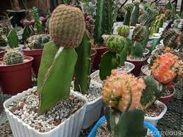 It will be wrapped using our custom cacti paper or any of the paper you see available in the shop! Top 10 Beautiful Types Of Cacti With Names And Pictures Florgeous