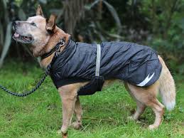 Hurtta Summit Parka From Dogs Outside In New Zealand