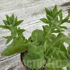 Image result for Aeollanthus subacaulis