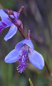Image result for Disa ochrostachya