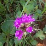 Image result for Commicarpus pedunculosus