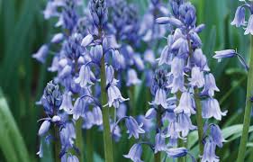 We are producers of tulip bulbs, dutch iris, lilium and other garden flower bulbs. Bulbs For Lazy Gardeners Tesselaar
