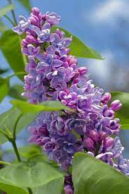 Lilac Flower Lilac Flowers Beautiful Flowers Fragrant Flowers