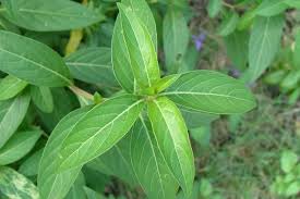 Image result for Barleria cristata