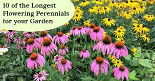 Butterflies are very happy with this tree. 10 Of The Longest Flowering Perennials For Your Garden