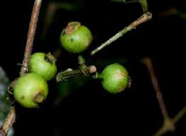 Image result for Memecylon sp. B