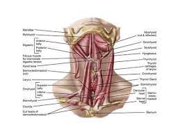 Anatomy Of Human Hyoid Bone And Muscles Anterior View Art Print Art Com In 2021 Bones And Muscles Hyoid Bone Anatomy