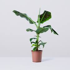 The trunks of banana plants are not woody but composed of sheets of overlapping leaves wrapped tightly around one another, a design feature that enables them to conserve water. Musa Dwarf Cavendish Banana Dwarf Indoor Plants In London Patch