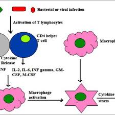 Pdf A Review On Macrophage Activation Syndrome