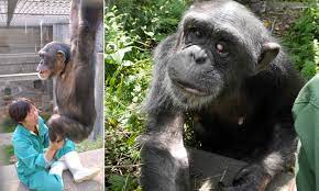 Meet Kanako The 24 Year Old Chimp With Down Syndrome Daily Mail Online