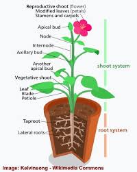 External plant structures such as leaves, stems, roots, flowers, fruits and seeds are known as plant organs. Parts Of Flower And Plant Pistil Sepal Stamen And More Diagrams Included