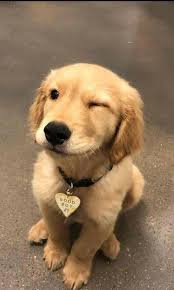 A Puppy Winking 3 Cute Funny Animals Cute Baby Animals Cute Animals
