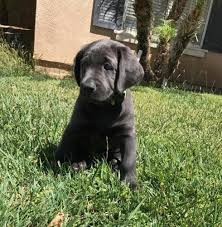Browse thru labrador retriever puppies for sale near napa, california, usa area listings on puppyfinder.com to find your perfect puppy. Akc Silver Lab Puppies 1 Male Available For Sale In Diamond Bar California Classified Americanlisted Com