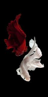 Rot Weiss Hd Fish Wallpaper Animal Wallpaper Wallpaper Pictures