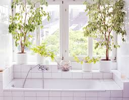 Maybe you would like to learn more about one of these? 16 Best Bathroom Plants Bathroom Plants Online