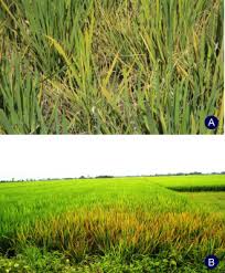 Image result for Rhynchosia micrantha