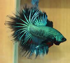 Betta Fish Photos And Care Betta Betta Fish Fish