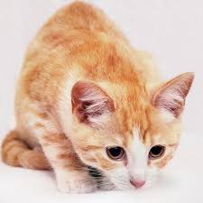 We'll talk about the most common dog autoimmune diseases as well as causes, symptoms. Anemia In Cats Symptoms And Treatment