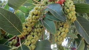 Image result for Phytolacca dioica