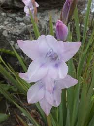 Image result for Gladiolus trichonemifolius