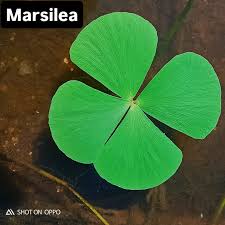 Image result for Marsilea burchellii
