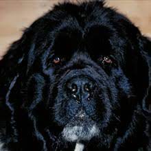 Newfies are sweet natured gentle giants that make. Puppyfind Newfoundland Puppies For Sale