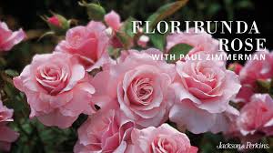 Роза флорибунда маликорн (rose malicorne floribunda) дельбар (delbard). Floribunda Roses Youtube