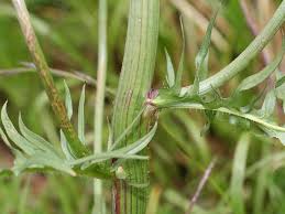 Image result for Crepis newii