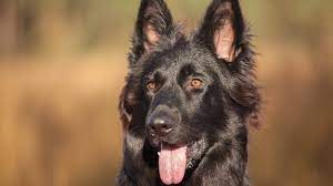 The black german shepherd has some distinct variations when compared to the standard german shepherd. Black German Shepherd The Ultimate Breed Guide All Things Dogs All Things Dogs