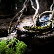 • daun tumbuhan monokotil beragam dalam bangun dan struktur, dan beberapa mirip dengan daun dikotil. Farisorganizer Ciwidey Jawa Wau Farisorganizer Facebook