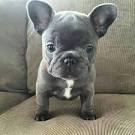 Home - Baby Blue French Bulldogs