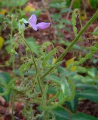 Image result for Desmodium uncinatum