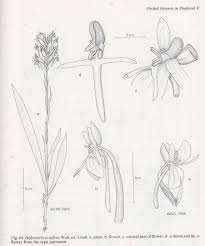 Image result for Habenaria afra