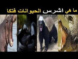 اشرس الحيوانات المفترسه فتكا قناة نوتيتيا Floral Prints I Love Fashion Fashion Addict