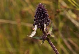 Image result for Pycnostachys reticulata