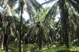 Bruning, oil palm, believers, palm kernels, palm oil leaf. Industri Agro Dan Pengurusan Pertanian Perda Ventures Incorporated Sdn Bhd Pvi