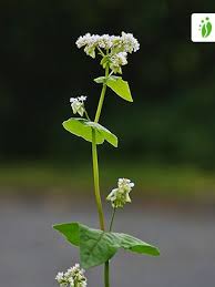 Image result for Fagopyrum esculentum