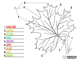 Click on the coloring sheet icons to download and print. Parts Of A Leaf Worksheet Superstar Worksheets