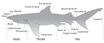 Shark Wikipedia